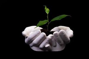 giovane piccolo germoglio per piantare nel il terra nel il mani, Due mani Tenere per un' giovane verde pianta, piantare albero, amore natura, Salva il mondo, ecologia, ambientale protezione foto