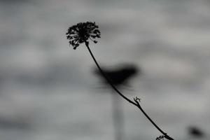 secco fiori e mediterraneo le foglie con marino sfondo foto