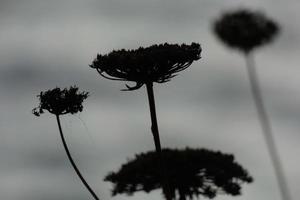 secco fiori e mediterraneo le foglie con marino sfondo foto