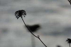 secco fiori e mediterraneo le foglie con marino sfondo foto