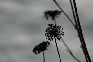 secco fiori e mediterraneo le foglie con marino sfondo foto