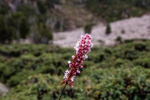 bellissimo rosa fiori montagne paesaggio Fata prati nanga parbat foto