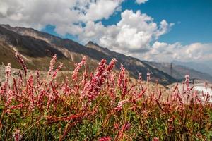 bellissimo paesaggio fiori verde montagne Visualizza Fata prati nanga parbat foto