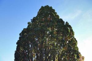 Visualizza di un' cima dell'albero su un' estivo giorno foto