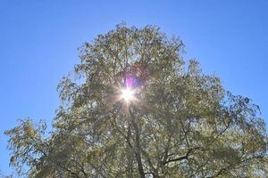 Visualizza di un' cima dell'albero su un' estivo giorno foto