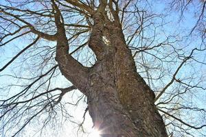 Visualizza di un' cima dell'albero su un' estivo giorno foto