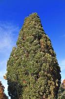 Visualizza di un' cima dell'albero su un' estivo giorno foto