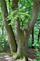 Visualizza di un' cima dell'albero su un' estivo giorno foto