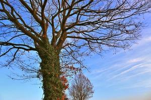 Visualizza di un' cima dell'albero su un' estivo giorno foto