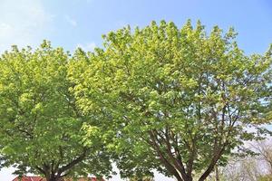 Visualizza di un' cima dell'albero su un' estivo giorno foto