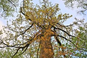 Visualizza di un' cima dell'albero su un' estivo giorno foto