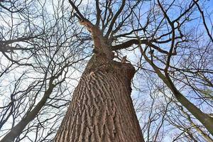 Visualizza di un' cima dell'albero su un' estivo giorno foto