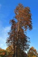 Visualizza di un' cima dell'albero su un' estivo giorno foto