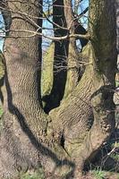 Visualizza di un' cima dell'albero su un' estivo giorno foto