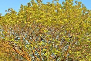 Visualizza di un' cima dell'albero su un' estivo giorno foto