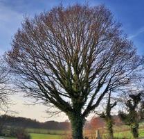 Visualizza di un' cima dell'albero su un' estivo giorno foto