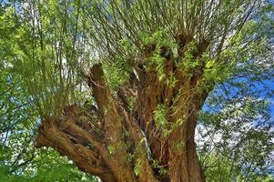 Visualizza di un' cima dell'albero su un' estivo giorno foto