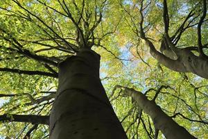 Visualizza di un' cima dell'albero su un' estivo giorno foto