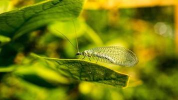 macro insetto su un' foglia. macro tiro a partire dal natura. insetti foto