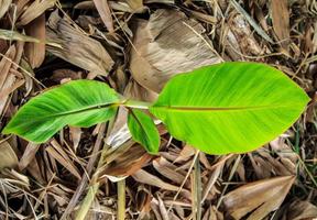 piccolo Banana pianta è in crescita e germinazione giovane verde le foglie con un' naturale picciolo modello nel il agricoltori sezione coperto con asciutto le foglie per inumidire il suolo. foto