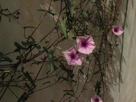 viola e bianca fiori nel luce del sole nel giardino foto