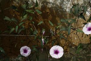 bianca e viola fiori nel giardino foto