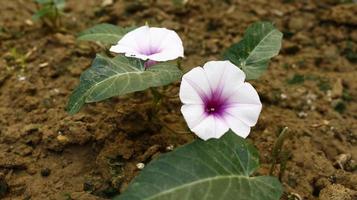 bianca e viola fiori nel giardino foto