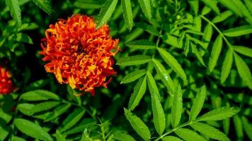 bellissimo e sorprendente calendula fiore foto