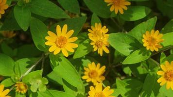 bellissimo e sbalorditivo oro medaglione fiori foto