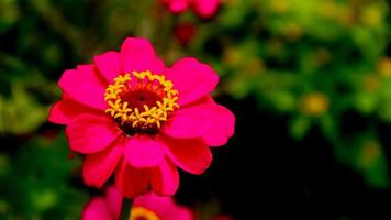 Comune zinnia fiore è bellissimo e sorprendente foto