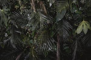 sfondo di foglie verdi tropicali foto