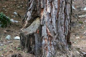 struttura di albero tronco e albero abbaio. foto