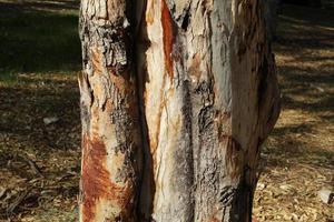 struttura di albero tronco e albero abbaio. foto