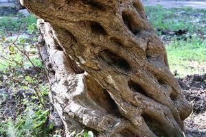 struttura di albero tronco e albero abbaio. foto