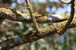 struttura di albero tronco e albero abbaio. foto