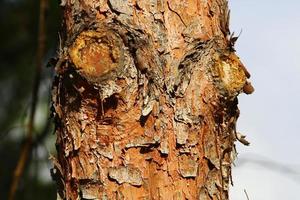 struttura di albero tronco e albero abbaio. foto