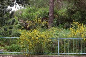 verde impianti e fiori crescere lungo il recinzione. foto