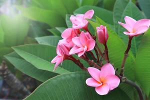 plumeria o frangipani fiore. vicino su rosa frangipani fiori mazzo su verde foglia sfondo nel giardino con mattina luce. foto