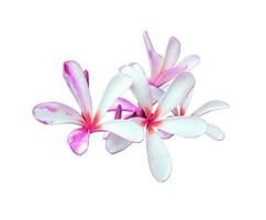 plumeria o frangipani o tempio albero fiore. vicino su viola-rosa plumeria fiori mazzo isolato su bianca sfondo. superiore Visualizza esotico fiore grappolo. foto