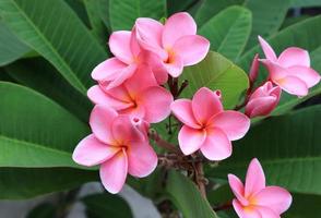 plumeria o frangipani fiore. vicino su rosa frangipani fiori mazzo su verde foglia sfondo nel giardino con mattina luce. foto