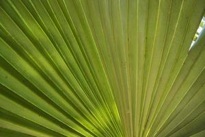 tropicale naturale verde palma le foglie modello struttura astratto sfondo foto