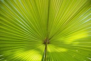 tropicale naturale verde palma le foglie modello struttura astratto sfondo foto