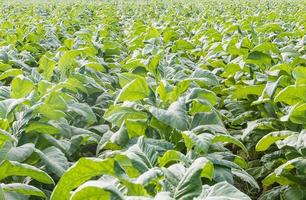 campo di nicotiana tabacco foto