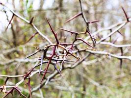 spine su spoglio ramoscelli di acacia albero foto