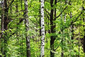 betulla, ontano, pioppo tremulo, larice alberi nel verde foresta foto