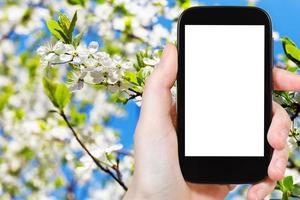 Telefono con tagliare su schermo e bianca Mela fiore foto