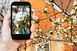 contadino fotografie bianca fiori di ciliegia albero