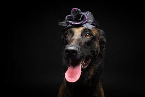 ritratto di un' belga pastore cane nel un' copricapo. carnevale o Halloween. foto