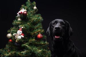 ritratto di un' labrador cane da riporto cane vicino il nuovo anni verde albero. foto