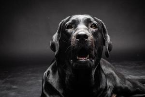 ritratto di un cane labrador retriever su uno sfondo nero isolato. foto